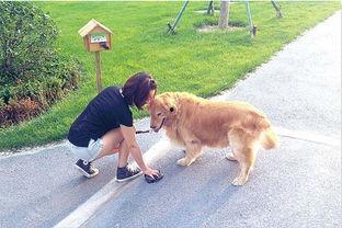 娱乐吃瓜酱遛狗